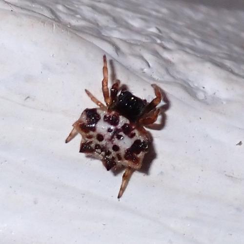 Gasteracantha kuhli